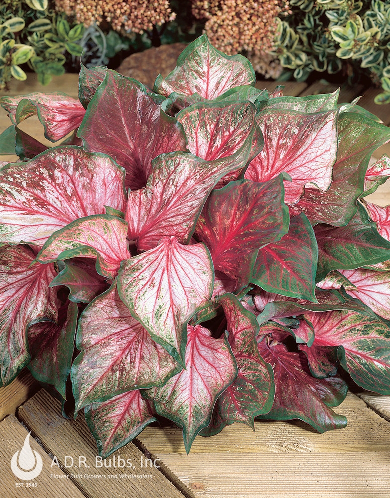 Caladium strap leaf 'Pink Gem' Caladium from ADR Bulbs