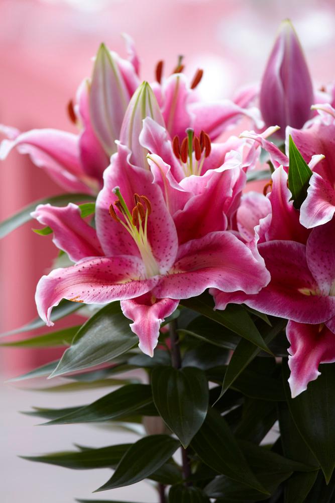 Lilium Tiny Oriental 'After Eight' Lily from ADR Bulbs