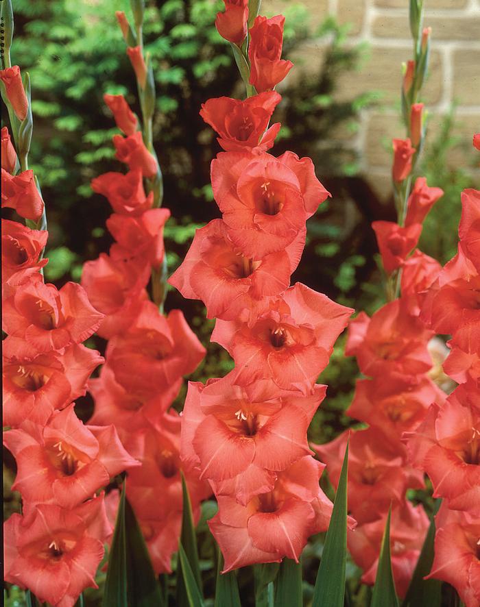 Gladiolus Large Flowering collection 175 Gladiolus from ADR Bulbs