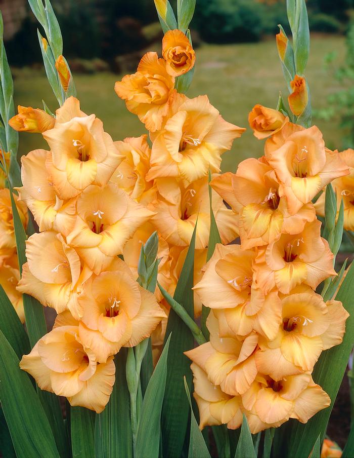 Gladiolus large flowering 'Ovatie' Gladiolus from ADR Bulbs