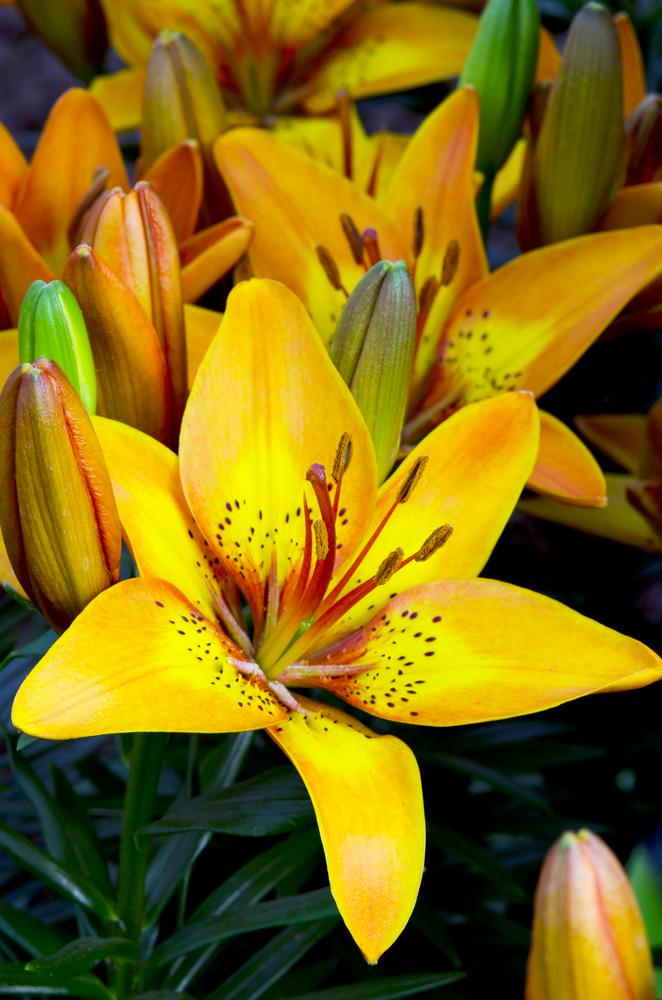 Lilium Asiatic 'Bright Joy' Lily from ADR Bulbs