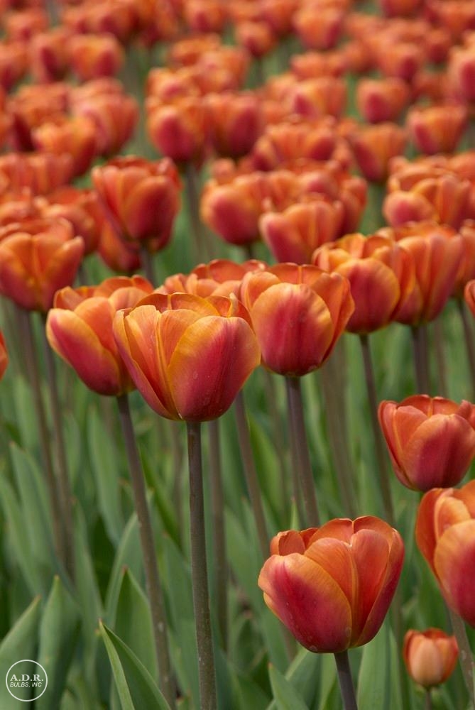 Tulipa triumph 'Brown Sugar' Tulip from ADR Bulbs
