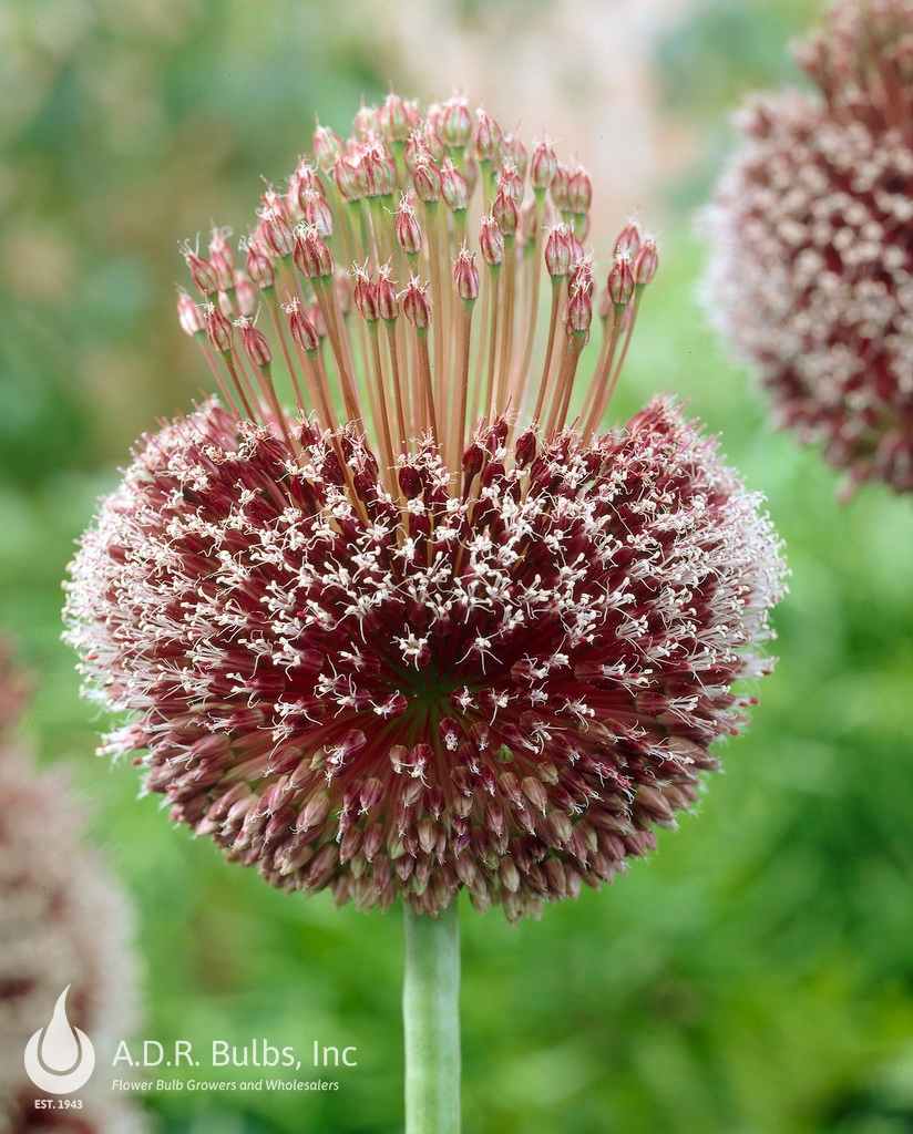 Allium tall 'Forelock' Ornamental Onion from ADR Bulbs