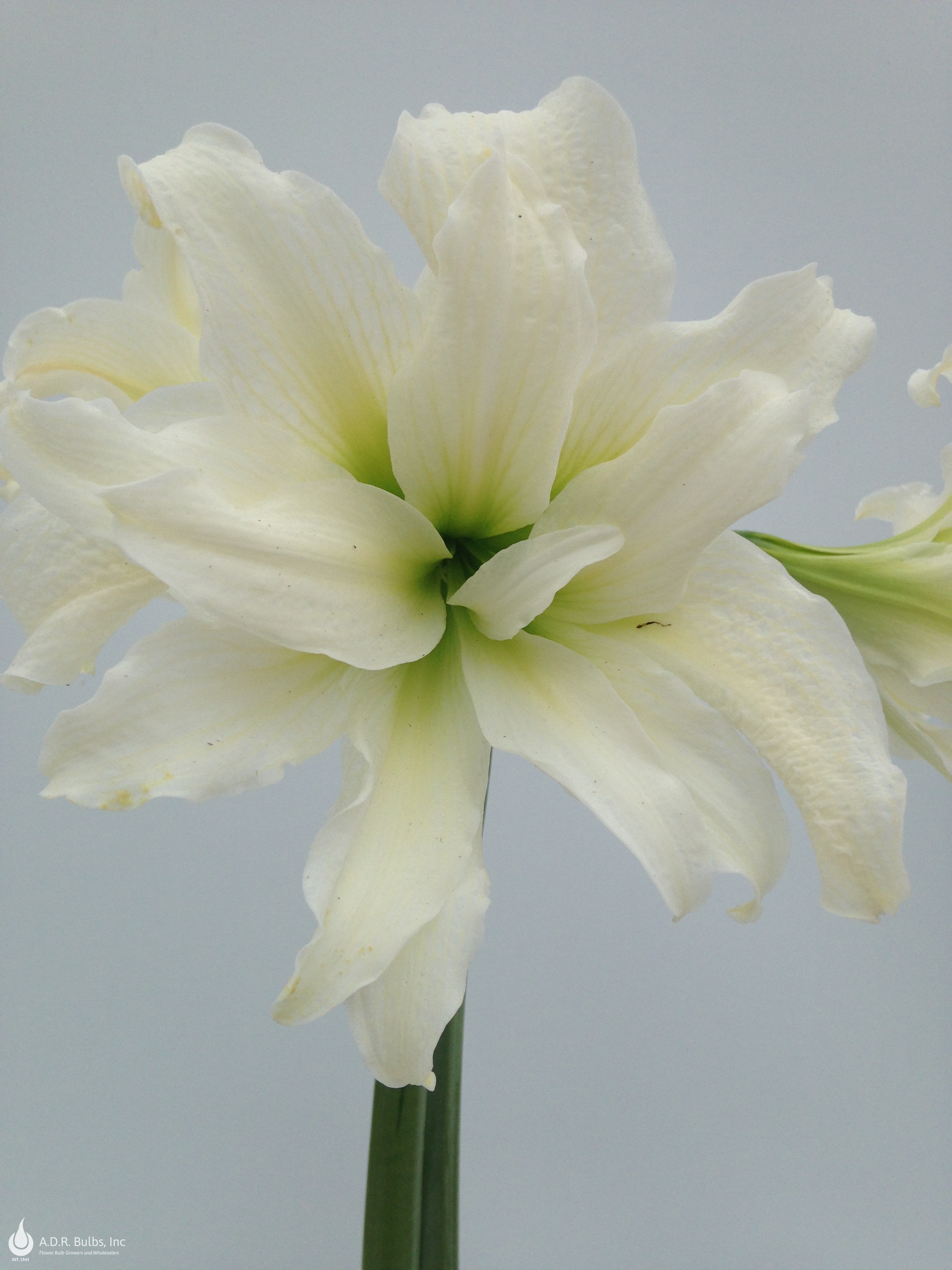 Amaryllis Peruvian &lsquo;Ice Queen&rsquo; Amaryllis from ADR Bulbs