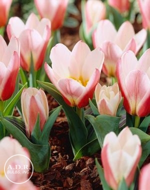 Tulipa kaufmanniana 'Hearts Delight' ''