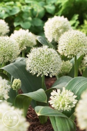 Allium tall 'Ivory Queen'