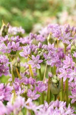 Allium miniature 'Unifolium'