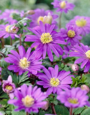 Anemone blanda 'Blue Shades' ''