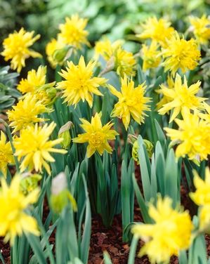 Narcissi miniature 'Rip van Winkle' ''