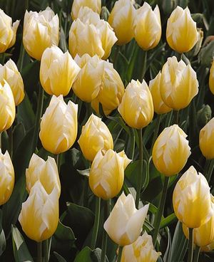 Tulipa fosteriana 'Sweetheart' ''
