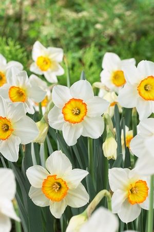 Narcissi large cupped 'Flower Record' ''