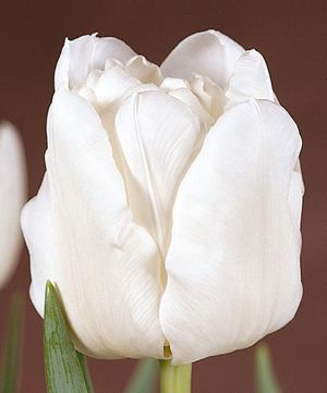 Tulipa double early 'Mondial' ''