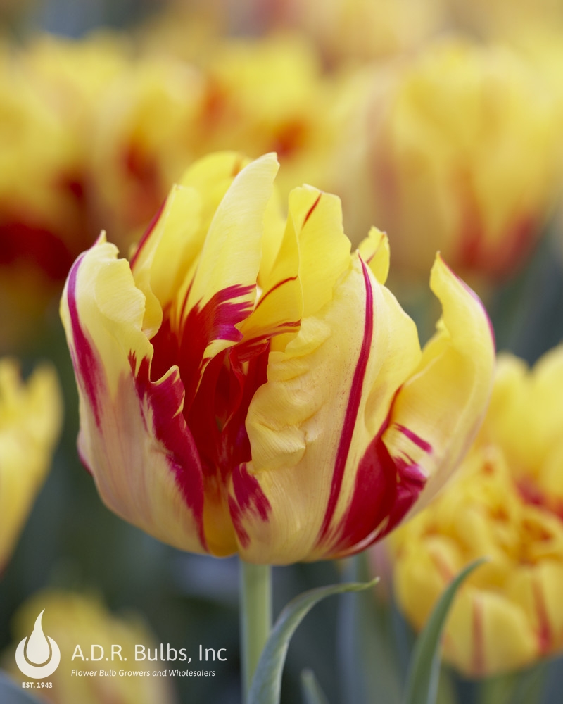 Tulipa double early 'Monsella' ''