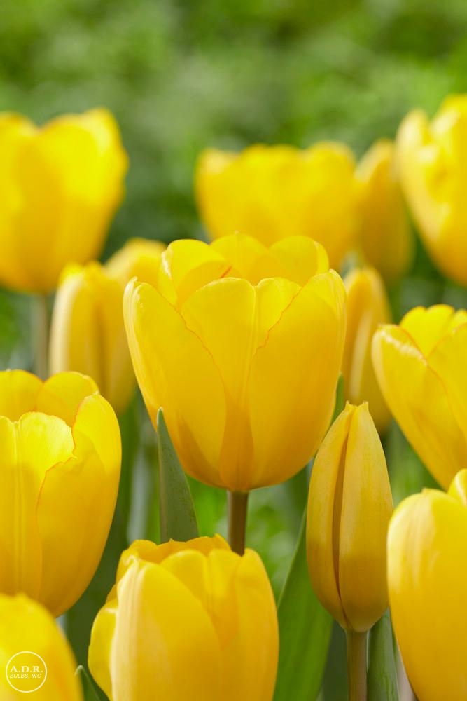 Tulipa value pack 'Golden Oxford' unit118 Tulip from ADR Bulbs