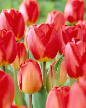 Tulipa darwin hybrid 'Oxford' ''