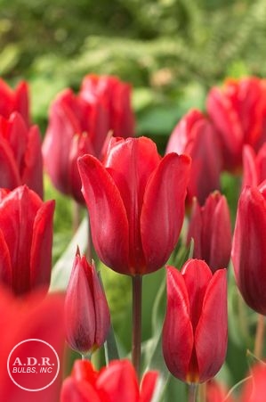 Tulipa single early 'Couleur Cardinal' ''