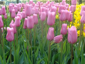 Tulipa triumph 'Don Quichotte' ''