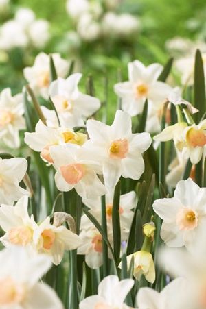 Narcissi miniature 'Bell Song' ''