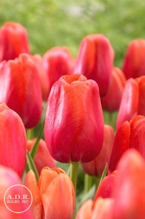 Tulipa single late 'Avignon' ''