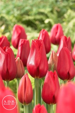 Tulipa single late 'Kingsblood' ''