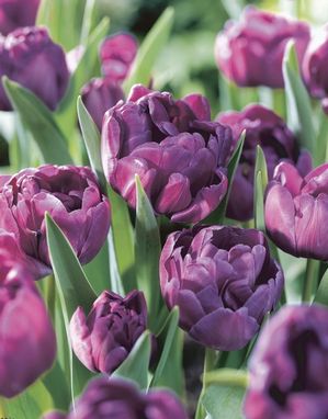 Tulipa double late 'Blue Diamond' ''