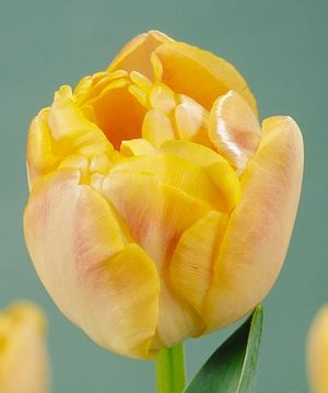 Tulipa double late 'Creme Upstar'