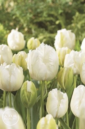 Tulipa parrot ‘White Parrot’ Tulip from ADR Bulbs