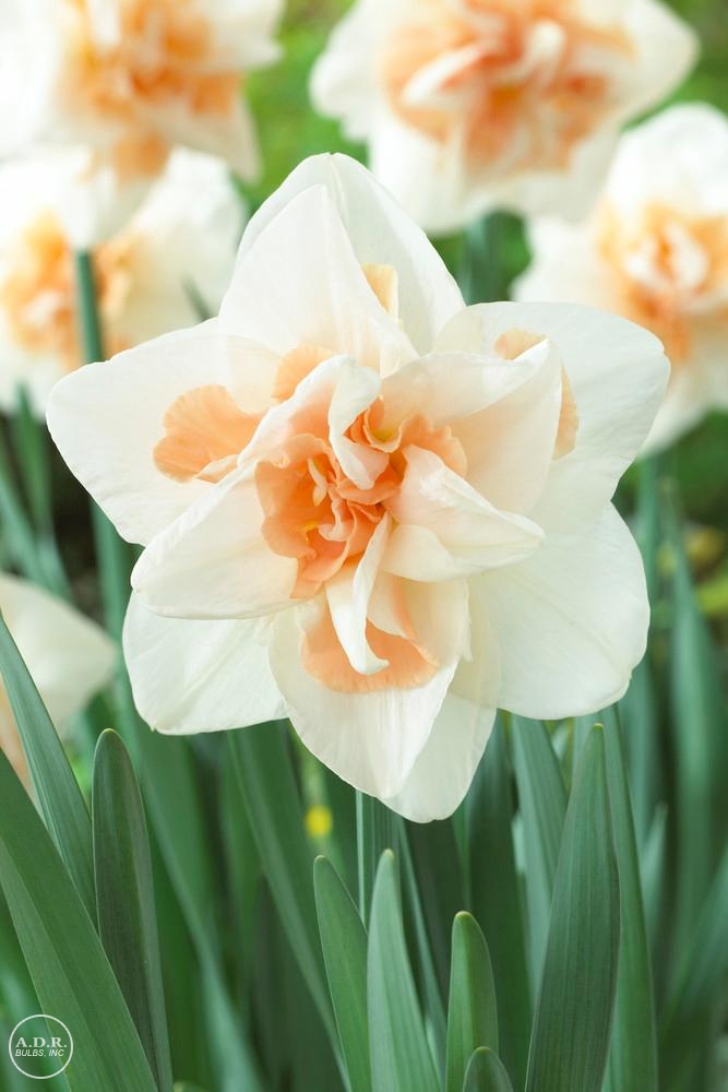 Narcissi double 'Delnashaugh' ''