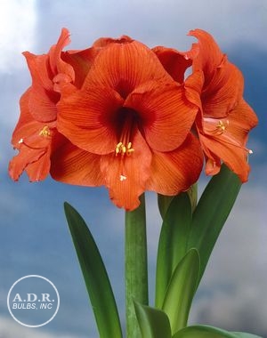 Amaryllis 'Orange Souvereign'