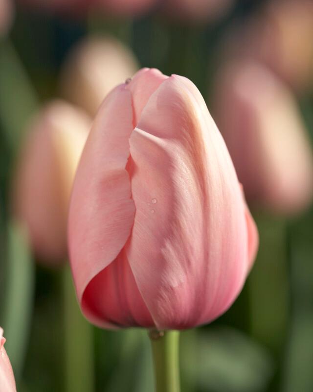 Tulipa darwin hybrid 'Salmon Impression' ''