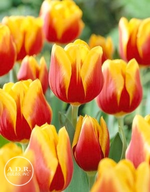Tulipa triumph 'Kees Nelis' ''