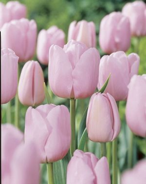 Tulipa single late 'Esther' ''