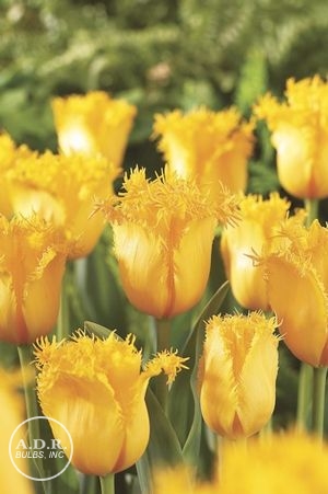 Tulipa fringed 'Hamilton' ''