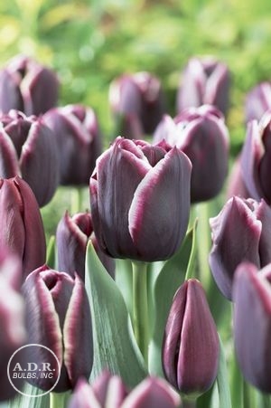 Tulipa triumph 'Jackpot'