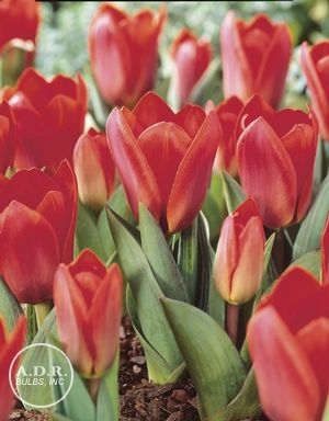 Tulipa kaufmanniana 'Showwinner' ''