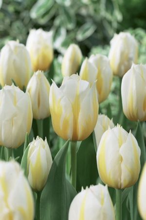 Tulipa single early 'Flaming Coquette' ''