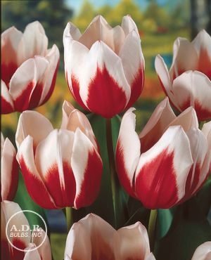 Tulipa triumph 'Full House'