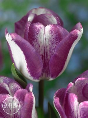 Tulipa triumph 'Hotpants' ''