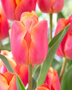Tulipa triumph 'Jimmy' ''