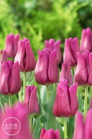 Tulipa triumph 'Passionale' ''