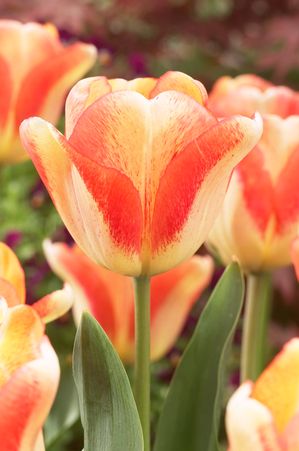 Tulipa triumph 'Tequilla Sunrise' ''