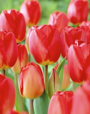 Tulipa darwin hybrid 'Juliette' ''