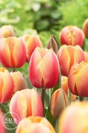 Tulipa darwin hybrid 'Marit' ''