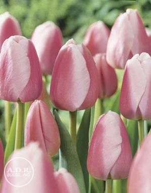 Tulipa darwin hybrid 'Ollioules' ''