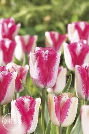 Tulipa single late 'Mata Hari' ''