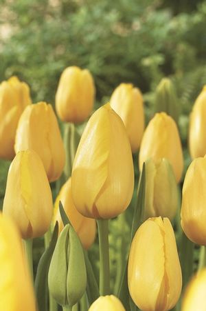 Tulipa single late 'Sancerre' ''