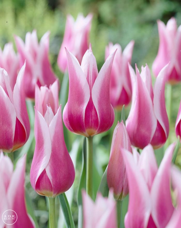 Tulipa lily flowering 'Ballade' Tulip from ADR Bulbs