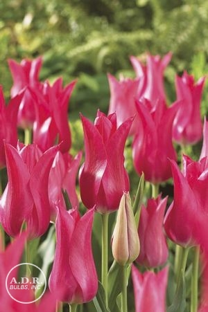 Tulipa lily flowering 'Mariette' ''