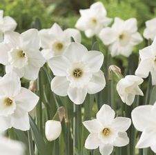 Daffodil large cupped 'Stainless'