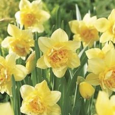 Daffodil double 'Dick Wilden'